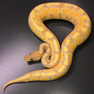 Ball Pythons For Sale