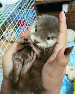 Otters For Sale