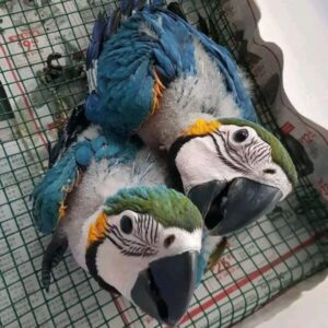 macaw for sale