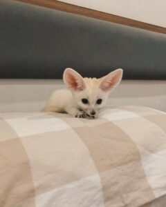 Fennec Fox For Sale