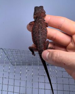 Bearded Dragon For Sale
