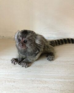 Finger Monkey For Sale