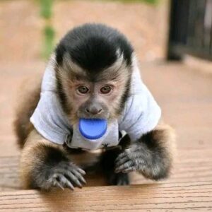 Capuchin Monkey For Sale