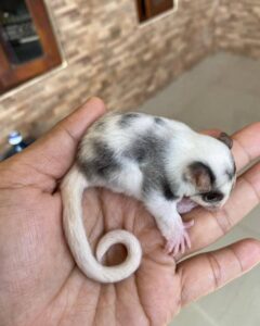 Sugar Gliders For Sale