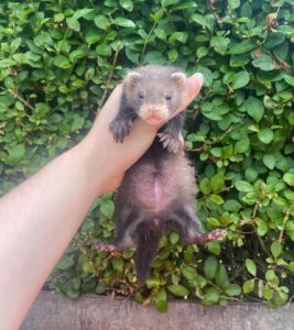 Ferrets For Sale