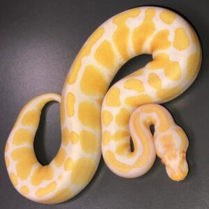 Ball Pythons For Sale