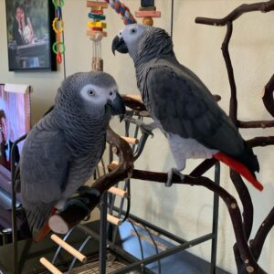 African Grey Parrot For Sale