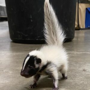 Skunks For Sale