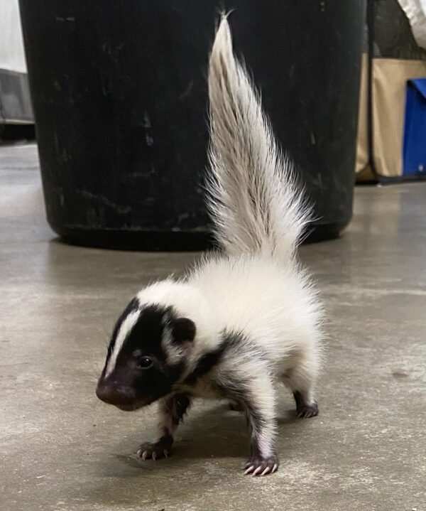 Skunks For Sale