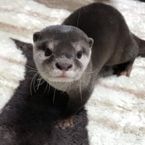 Otters For Sale