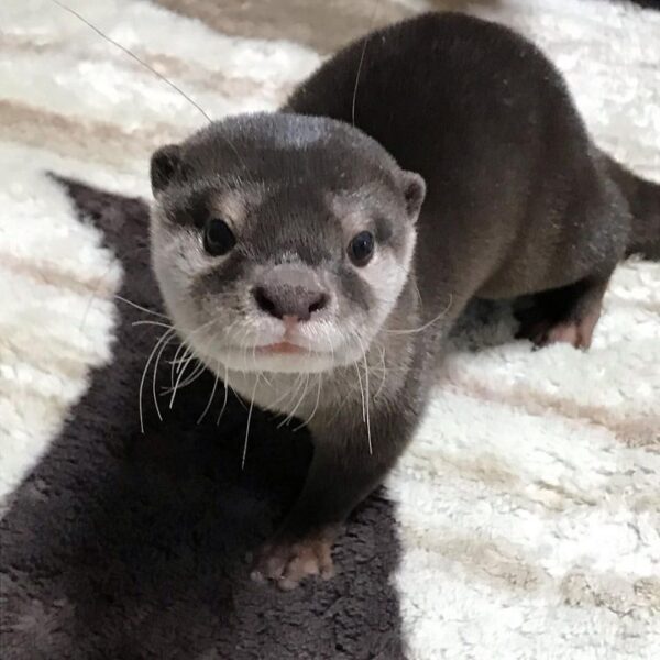 Otters For Sale