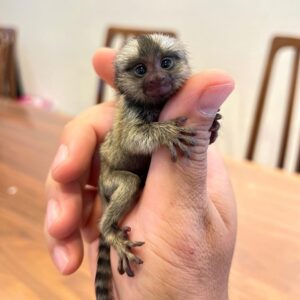 Finger Monkey For Sale