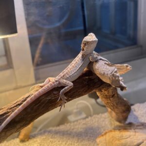Bearded Dragon For Sale