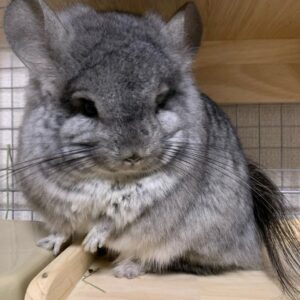 Chinchillas For Sale