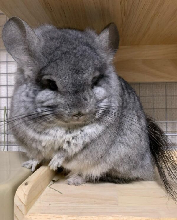 Chinchillas For Sale