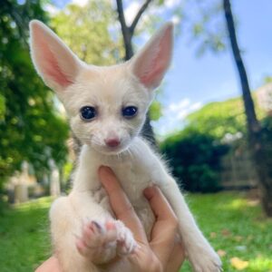 Fennec Fox For Sale