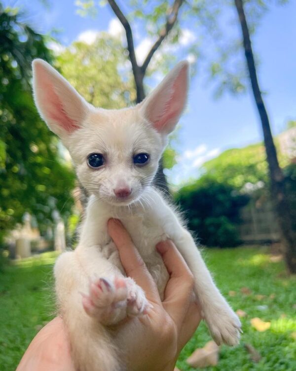 Fennec Fox For Sale