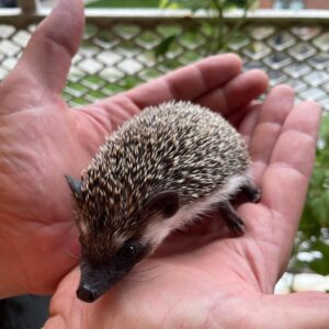 Hedgehogs For Sale