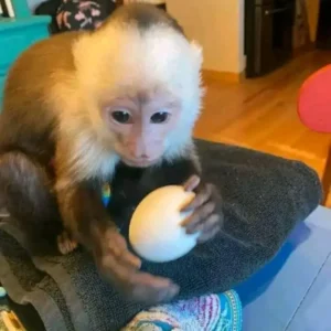 Capuchin Monkey For Sale