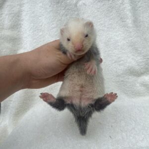 Ferrets For Sale